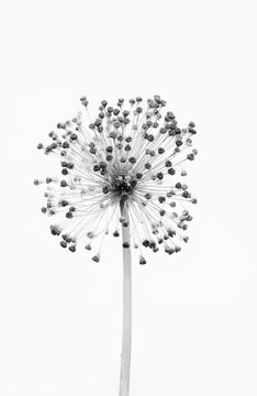 Dried Allium Flower