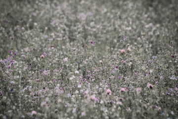 Obraz premium Photos I captured during the peak of spring. 