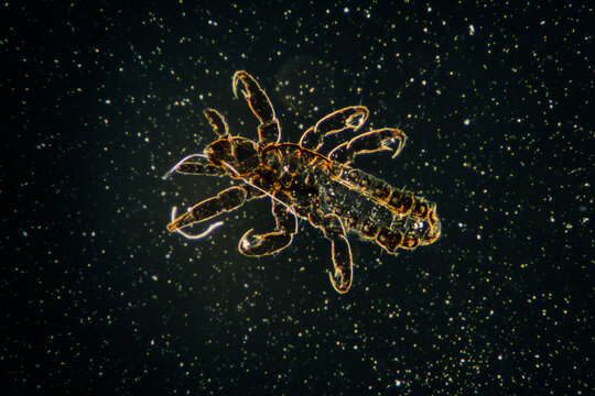 human flea Pediculus humanus bug