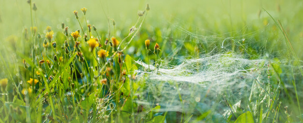A green meadow with flowers, dewdrops and cobwebs