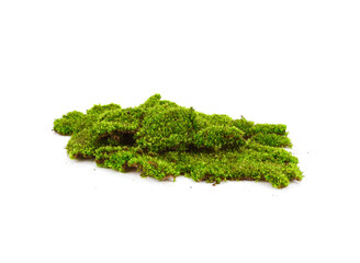 Green moss isolated on a white background close-up.