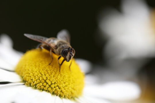 Bee on daisy flower