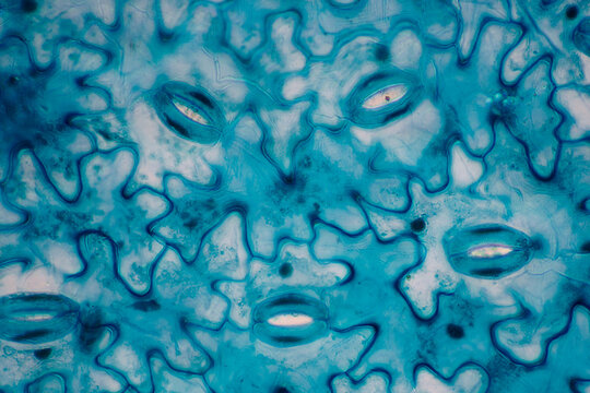 stoma on lower epidermis of leaf