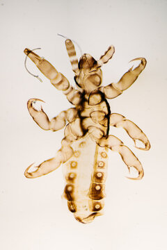segmental venter view of human flea Pediculus humanus bug