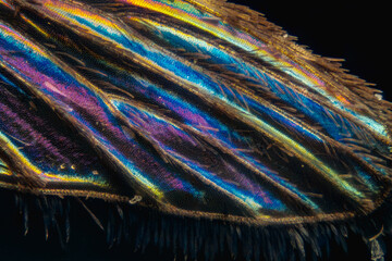 mosquito wing micrograph