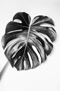 Monstera plant detail in b&w