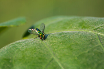 fly