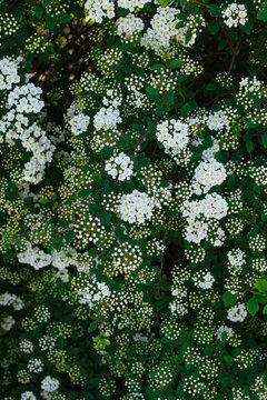 Spirea bush