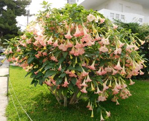 Angel’s trumpet, or Brugmansia tree with flowers at springtime