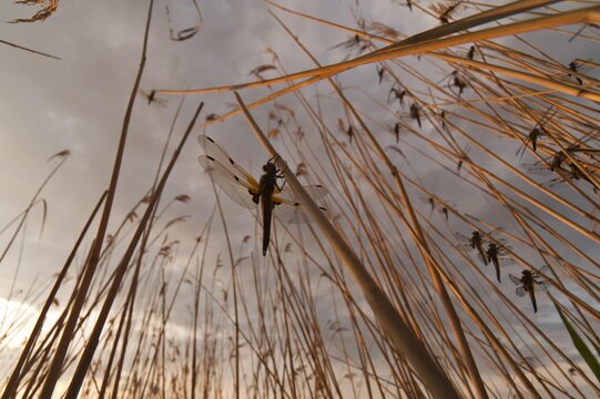 Four-spotted chasers, four-spotted skimmers (Libellula quadrimaculata) swarm in the early morning, Illmitz, Lake Neusiedl, Austria, Europe