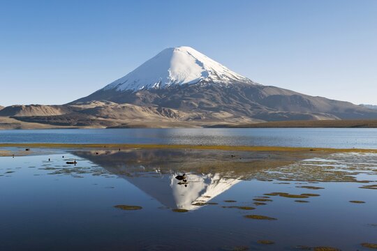 Parinacota volcano reflecting in the Chungara lake, Lauca National Park, UNESCO Biosphere Reserve, Arica and Parinacota Region, Chile, South America