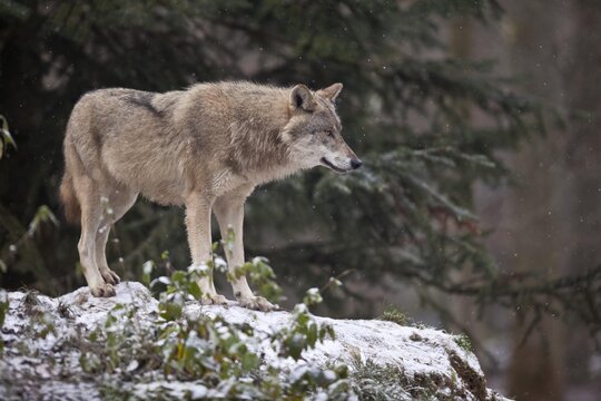 Wolf (Canis lupus)