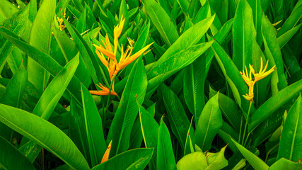 Obraz premium Canna plant background