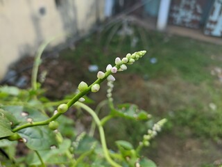 green peas growing in a garden