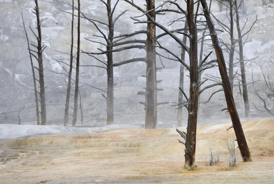 Dead trees on the Angel Terrace, Upper Terraces, limestone sinter terraces, geysers, hot springs, Mammoth Hot Springs Terraces, Yellowstone National Park, Wyoming, United States of America, USA, North America