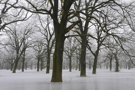 Frozen floodwater in the Middle Elbe Biosphere Reserve, Dessau, Saxony-Anhalt, Germany, Europe