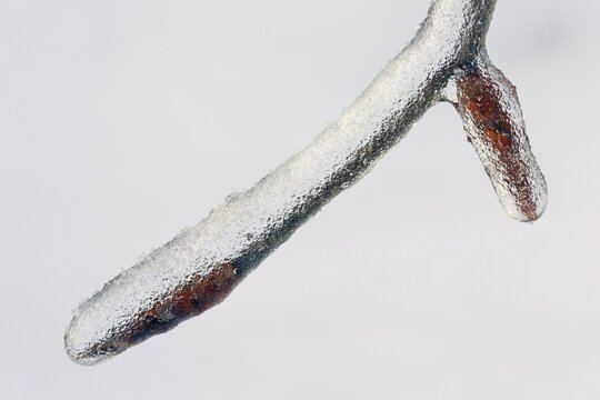 Ice-covered bough