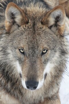 Wolf (Canis lupus), portrait