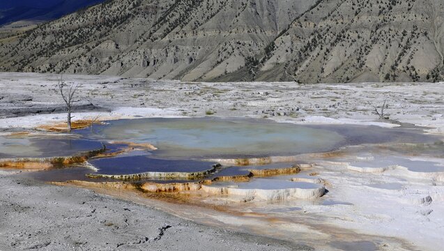 New Blue Spring, limestone sinter terraces, geysers, hot springs, dead trees, at Mount Everts, Mammoth Hot Springs Terraces, Yellowstone National Park, Wyoming, United States of America, USA, North America