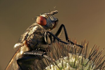 Blowfly (Polenia spec.)