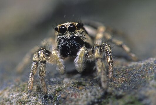 Zebra spider (Salticus scenicus)