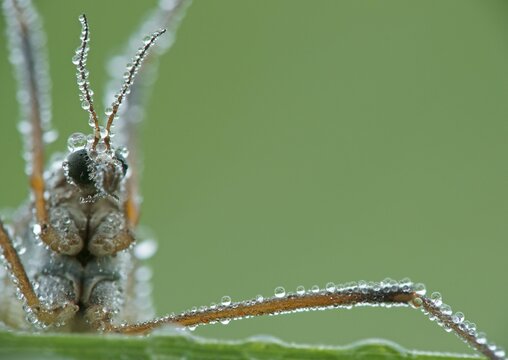 True Cranefly (Tipula oleracea)