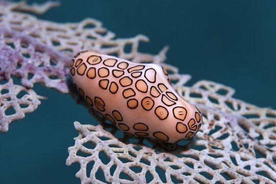 Flamingo tongue snail feeding on sea fan undersea