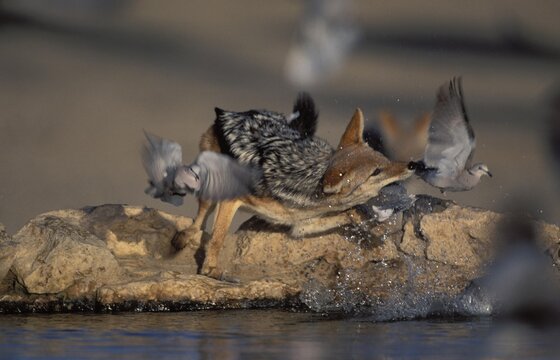 Blackbacked Jackal (Canis mesomelas), catching dove, Kgalagadi Transfrontier Park, Kalahari, South Africa, Africa