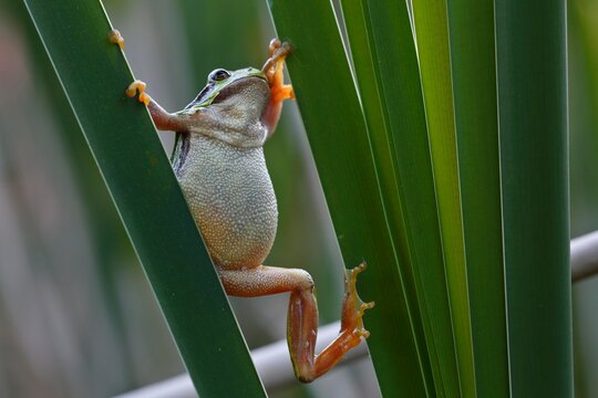 European tree frog (Hyla arborea) on a reed leaf, Middle Elbe Biosphere Reserve, Saxony-Anhalt, Germany, Europe
