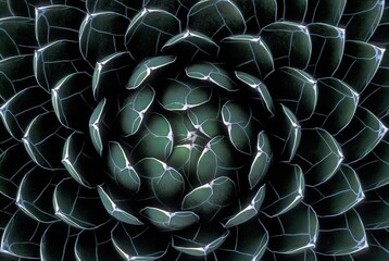 Houseleek (Sempervivum), Lanzarote, Spain, Europe