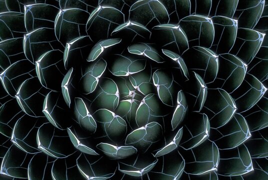 Houseleek (Sempervivum), Lanzarote, Spain, Europe