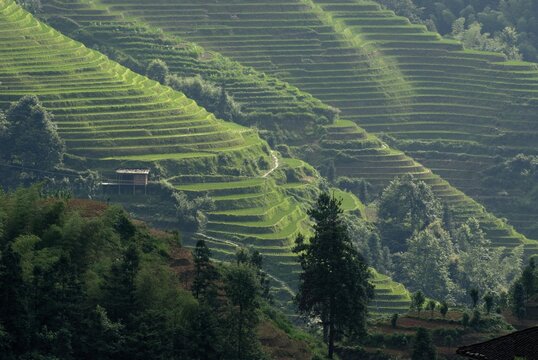 The world-famous rice terraces of Longji "Backbone of the Dragon" or "Vertebra of the Dragon" for paddy cultivation, Dazhai, Ping'an, Guilin, Longsheng, Guangxi, China, Asia