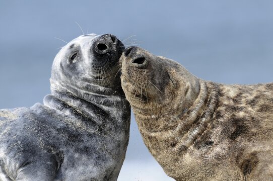 Two gray seals (Halichoerus grypus) showing their affection, ocean island, Helgoland, Schleswig-Holstein, Germany, Europe