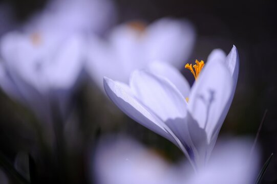 Crocus (Crocus) in detail