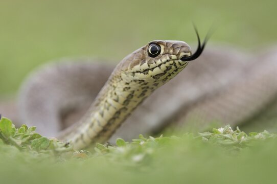 Western Coachwhip (Masticophis flagellum testaceus), young, Laredo, Webb County, South Texas, USA, America, North America