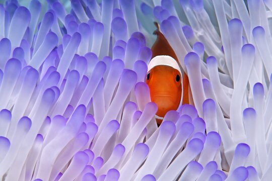 Western Clownfish (Amphiprion ocellaris) in Magnificent Sea Anemone (Heteractis magnifica), Great Barrier Reef, UNESCO World Heritage Site, Queensland, Cairns, Australia, Pacific Ocean, Oceania
