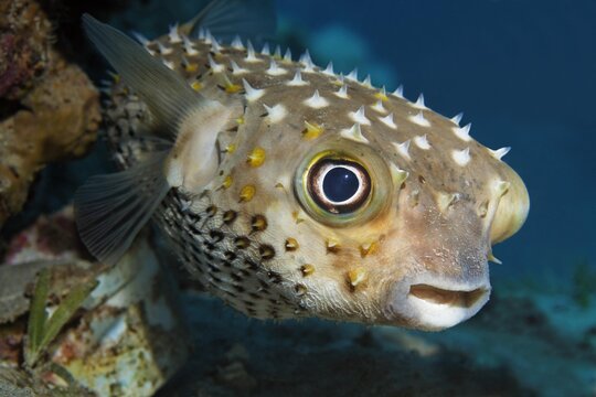 Spotbase burrfish or yellowspotted burrfish (Cyclichthys spilostylus), Hashemite Kingdom of Jordan, JK, Red Sea, Western Asia