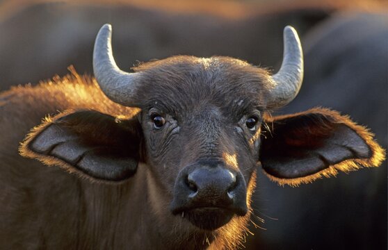 Cape Buffalo (Syncerus caffer), calf, portrait, Kruger National Park, South Africa, Africa