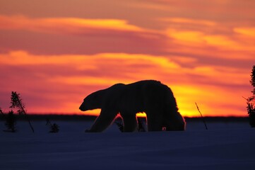 Polar bear sow (Ursus maritimus) with a cub walking in the sunset, Wapusk National Park, Hudson Bay, Manitoba, Canada, North America