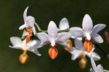 Mini Mark Orchids, flowers, Germany, Europe