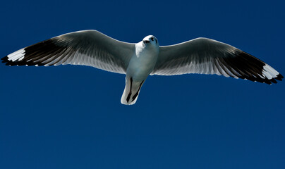 seagull in flight