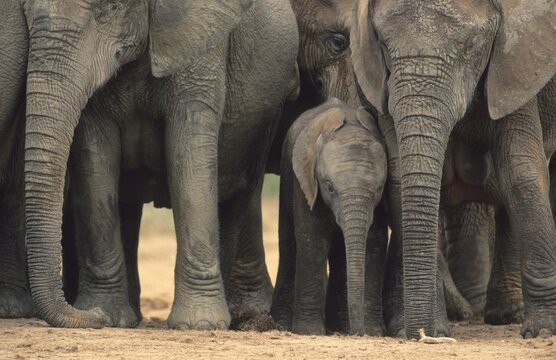 African elephants (Loxodonta africana), breeding herd with baby, Addo National Park, South Africa, Africa