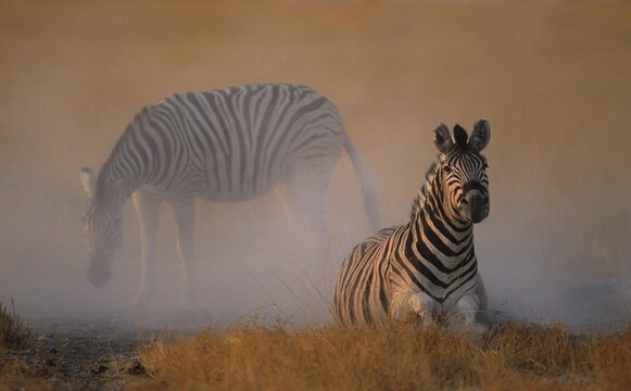 Plains zebra or Burchell's Zebra (Equus quagga), dustbathing, Etosha National Park, South Africa, Africa