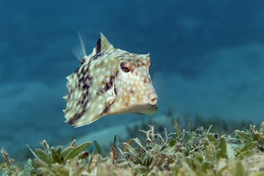 Humpback Turretfish (Tetrosomus gibbosus) above sea weed, Hashemite Kingdom of Jordan, JK, Red Sea, Western Asia