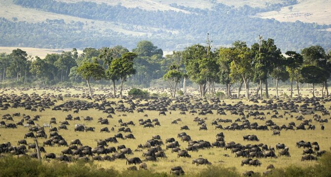 Gnu, Blue Wildebeest (Connochaetes taurinus), gnu migration, herd at the Mara River in the morning, Masai Mara, Kenya, Africa