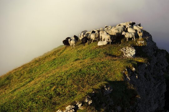 Sheep (Ovis orientalis aries) on a summit with fog, Ammergebirge, Ammer Mountains, Garmisch, Bavaria, Germany, Europe