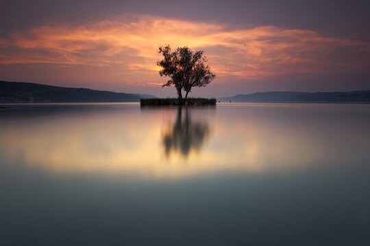 Tree, evening mood, Lake Constance near Dingelsdorf, view towards Ueberlinger See lake, Baden-Wuerttemberg, Germany, Europe