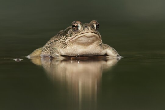 Texas Toad (Bufo speciosus), adult in pond, Laredo, Webb County, South Texas, USA, America, North America