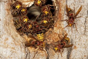 Hornets (Vespa crabro) at the entrance to a tree hollow, Thuringia, Germany, Europe
