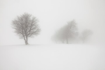 Winter landscape with fog on Mt. Schauinsland in the Black Forest, Baden-Wuerttemberg, Germany, Europe